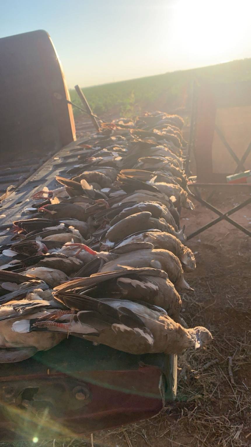 Oklahoma dove hunt with Bitter Creek Outfitters
