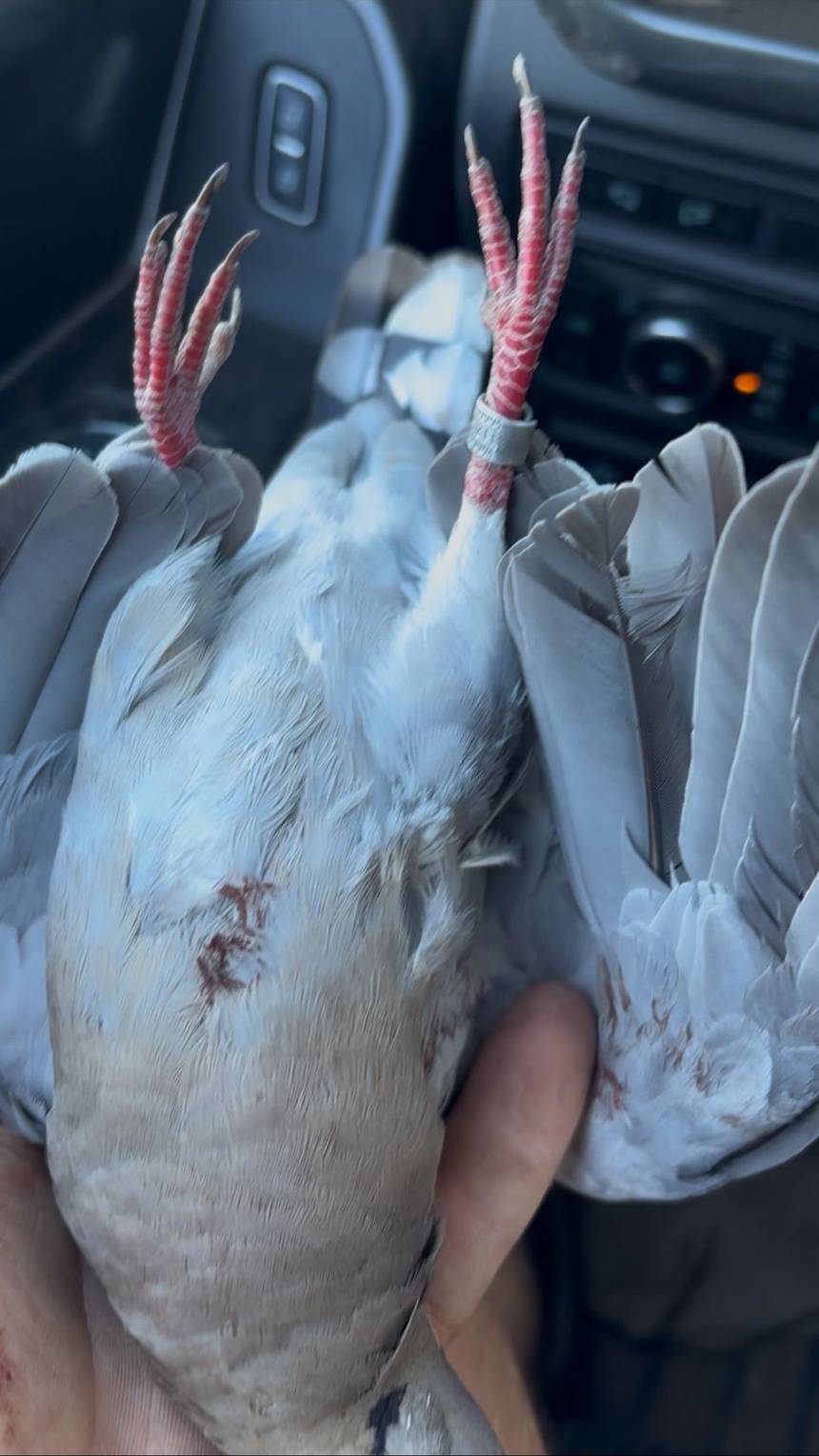Oklahoma dove hunt with Bitter Creek Outfitters