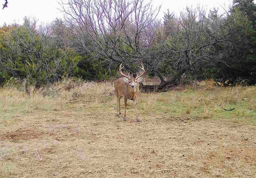 Whitetail deer hunt with Bitter Creek Outfitters in southwest Oklahoma