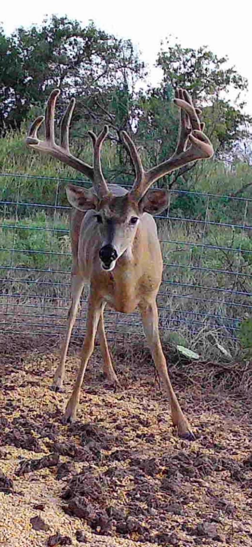 Whitetail deer hunt with Bitter Creek Outfitters in southwest Oklahoma