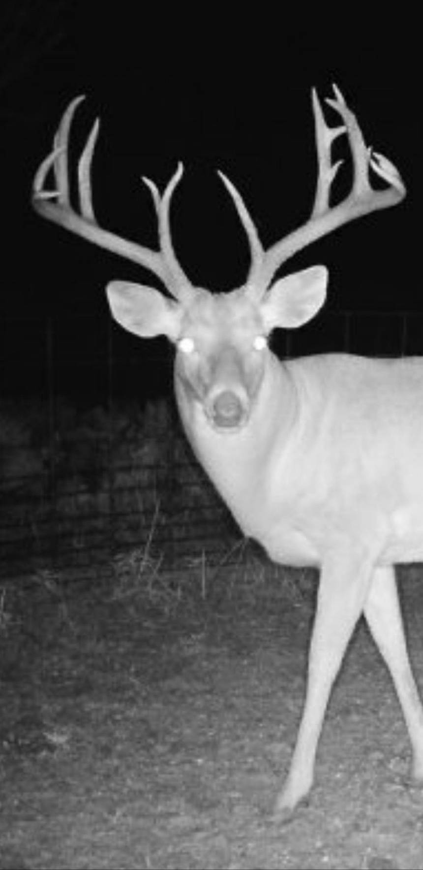 Whitetail deer hunt with Bitter Creek Outfitters in southwest Oklahoma